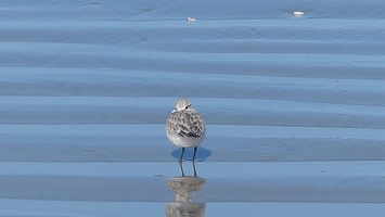 Video: Sanderling